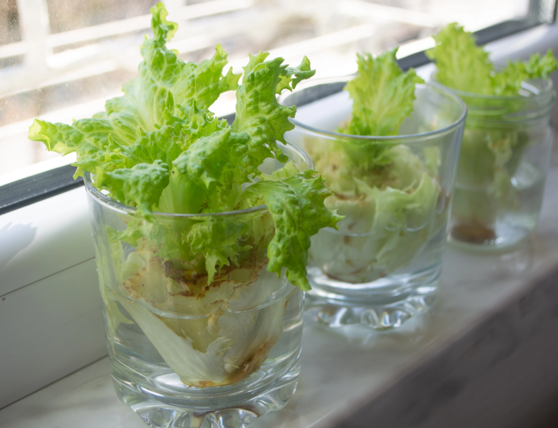 lettuce.png