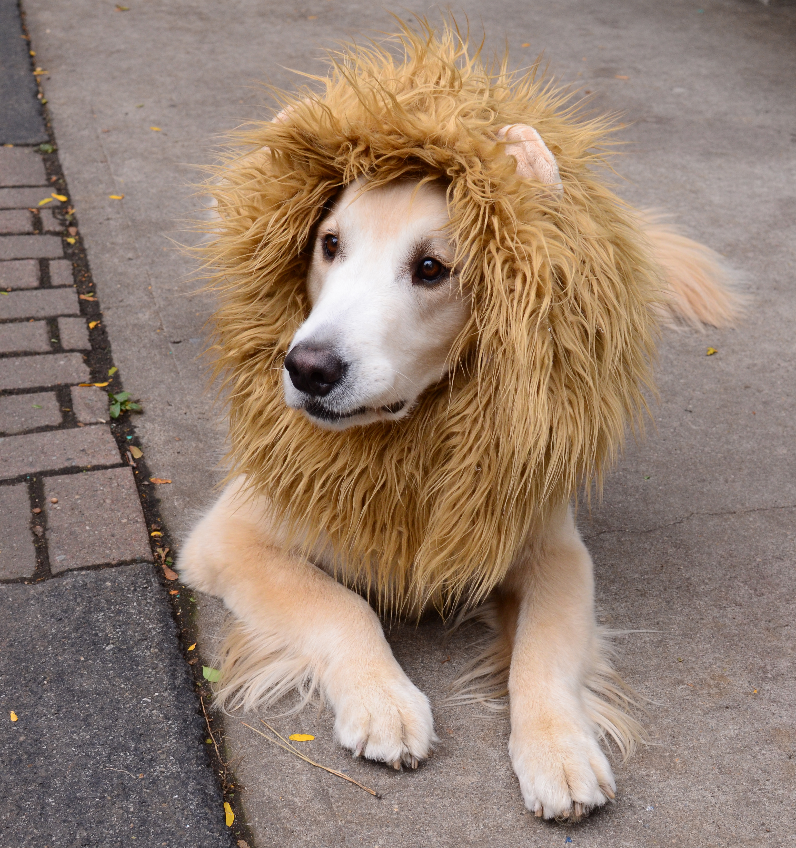 liondog2.jpg