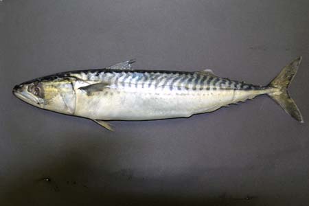 mackerel_large.jpg