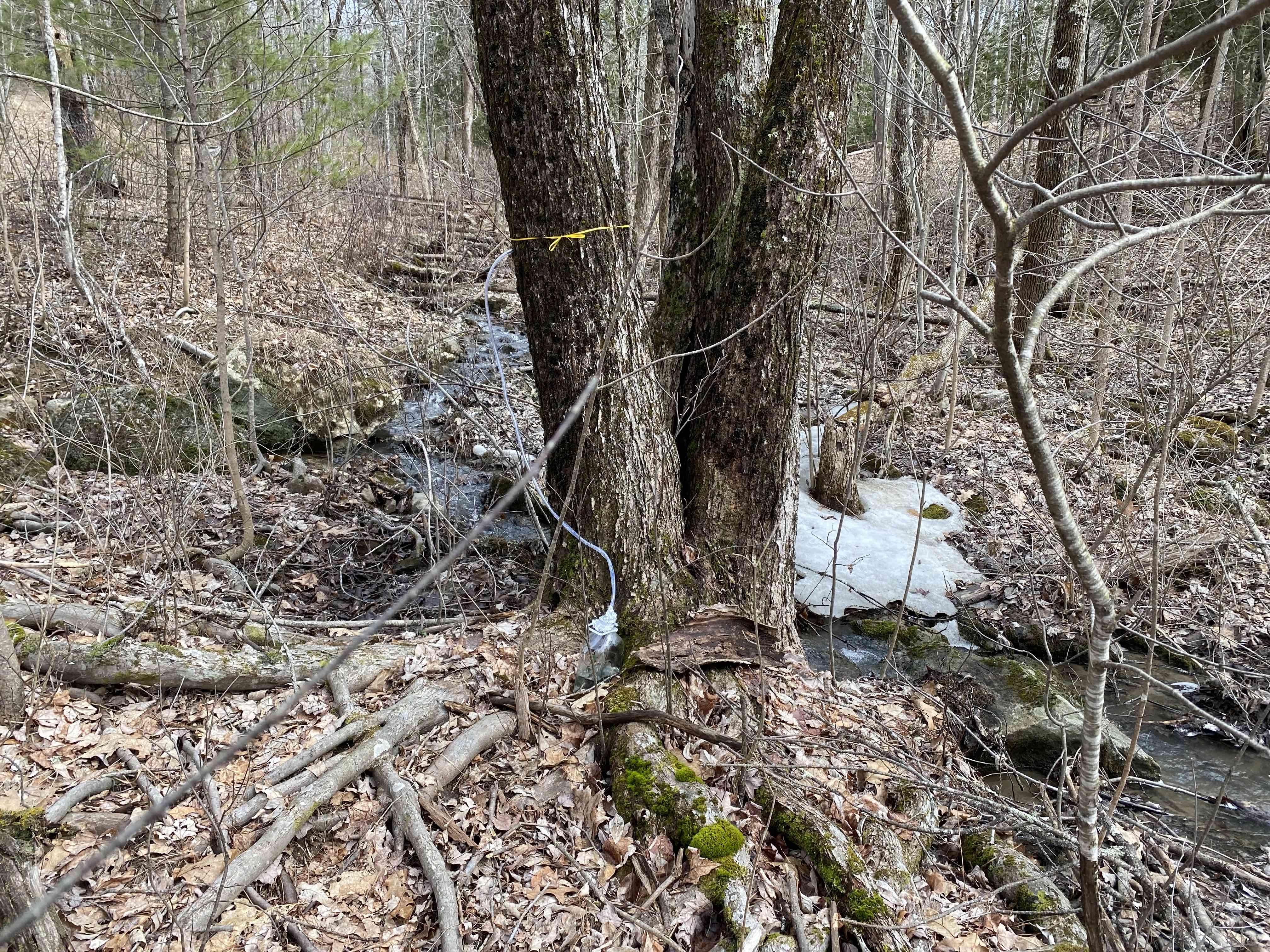 maple-sap-collecting.jpg