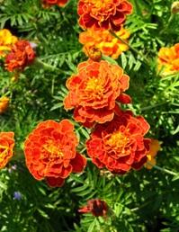 marigold close-up.jpg