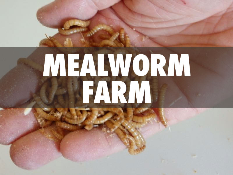 mealworm_text.jpg