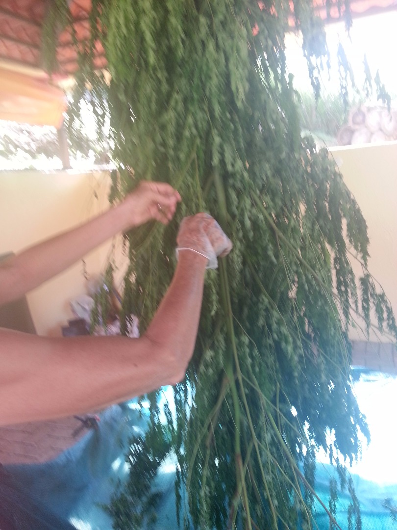 moringa drying.jpg