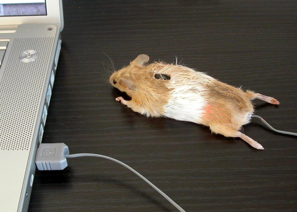 mousemouse.jpg