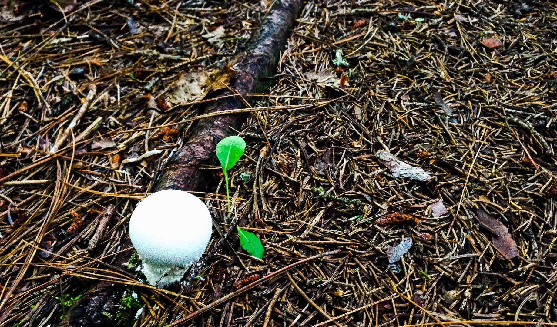 mushroom-in-the-woods_15463095009_o.jpg