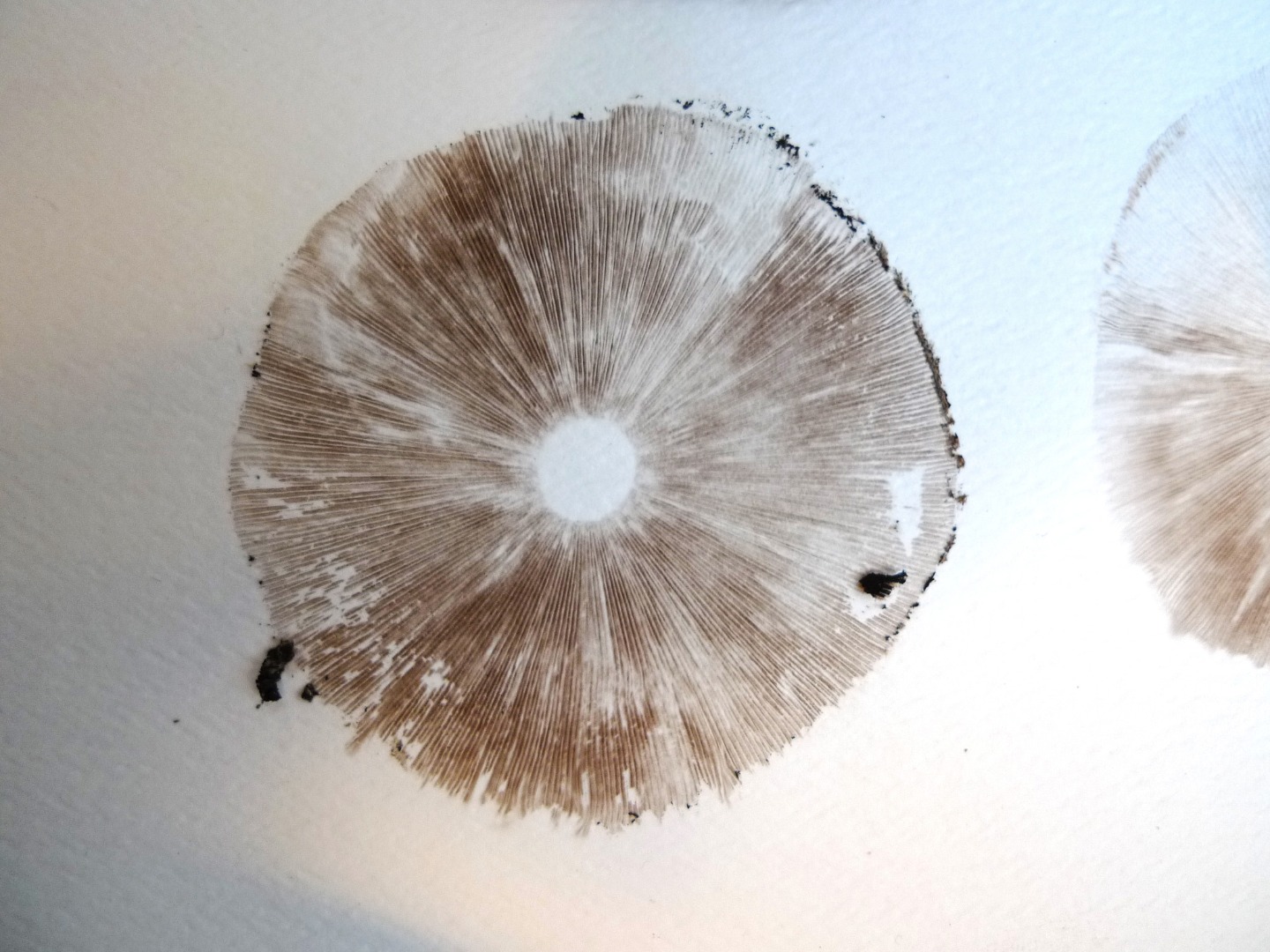 mushroom1.jpg