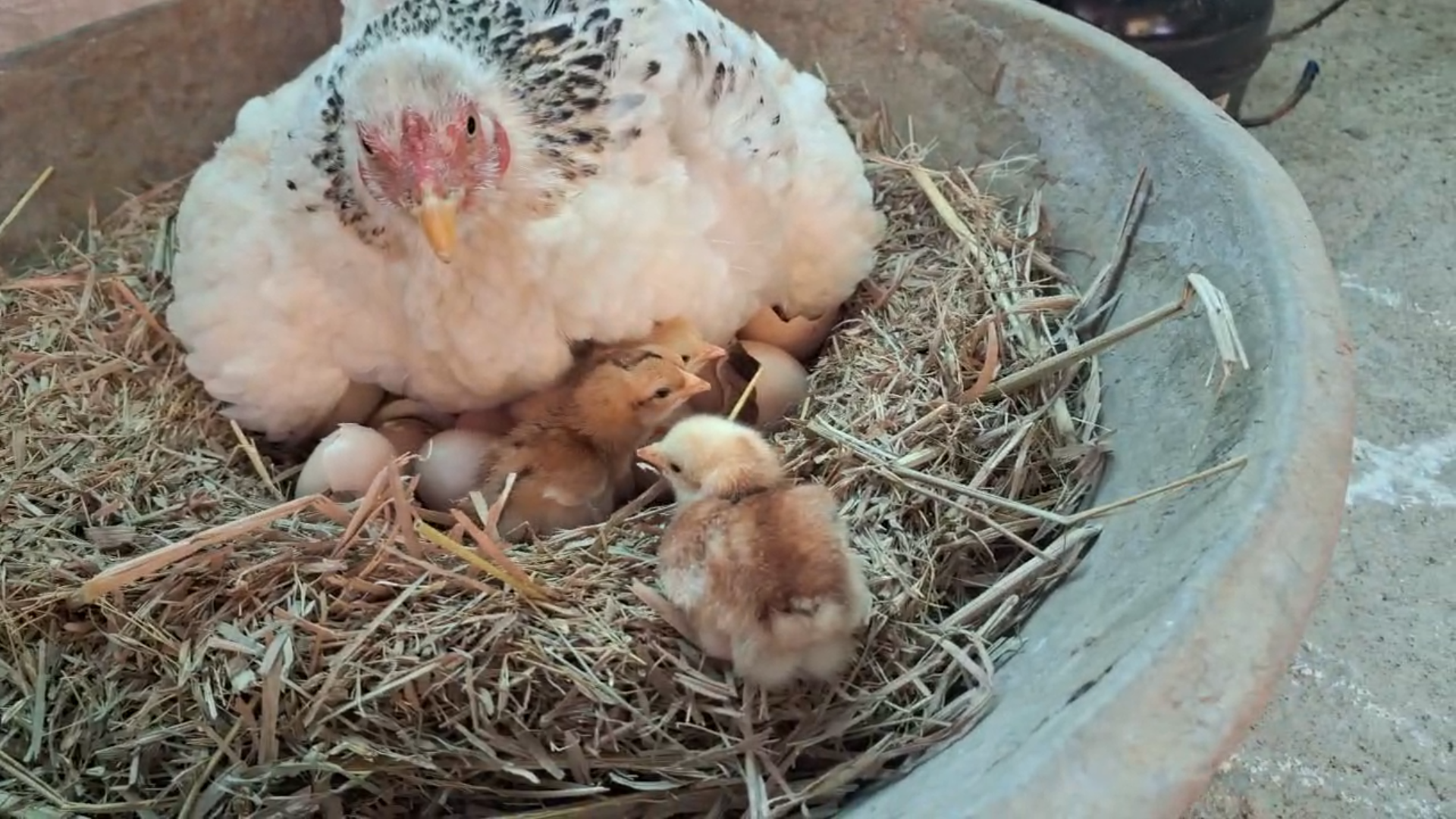 my check hatching.png