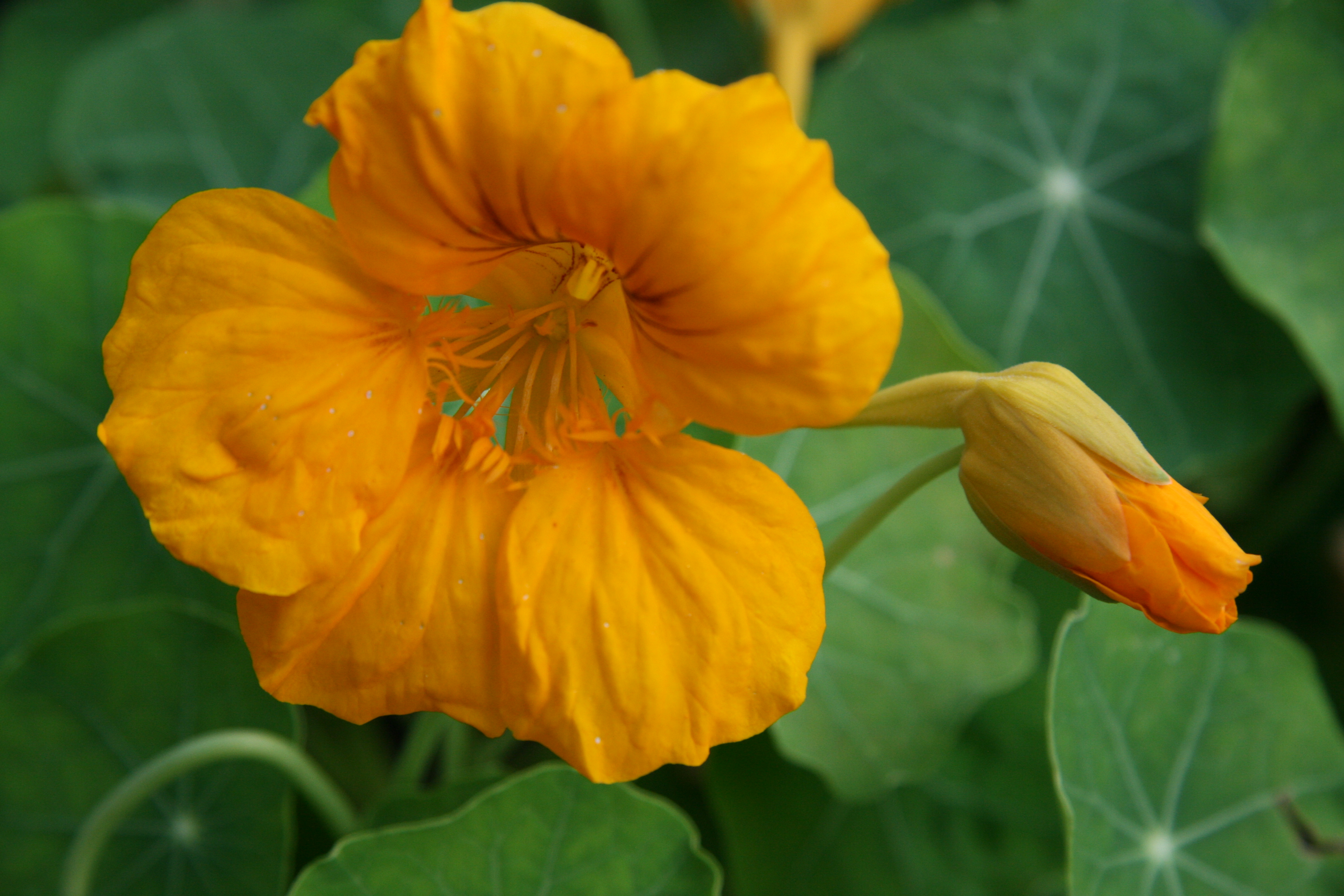 nasturtium, gold.JPG