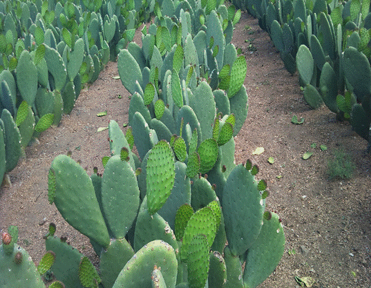 nopal_verdura.gif