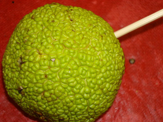 osage orange pomander 006.JPG