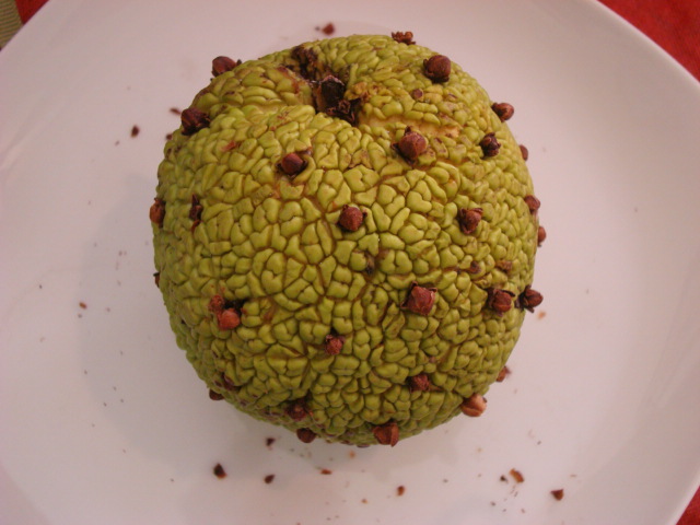 osage orange pomander 013.JPG