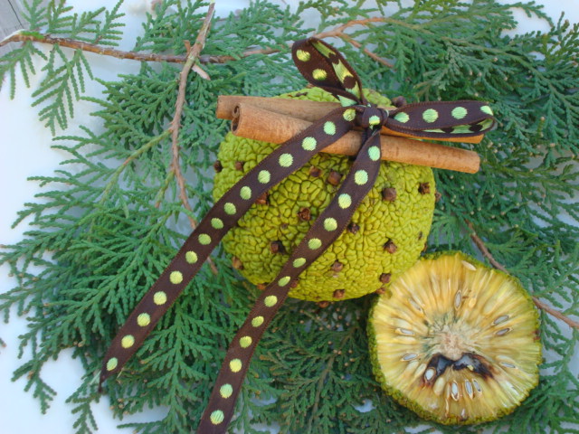 osage orange pomander 022.JPG