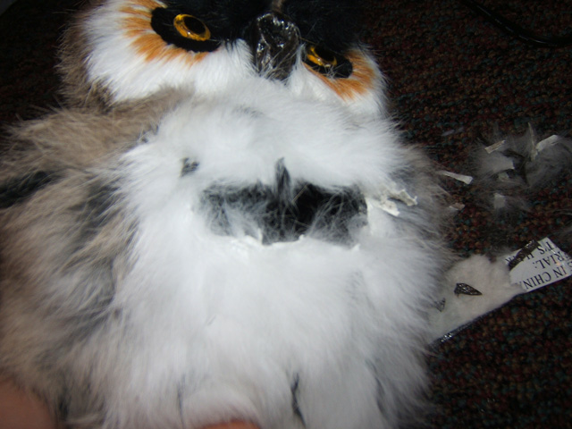 owl-12.jpg