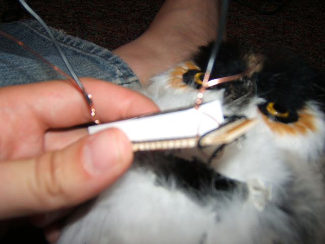 owl-15.jpg