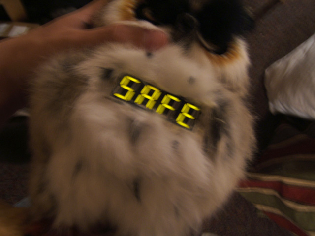 owl-21.jpg