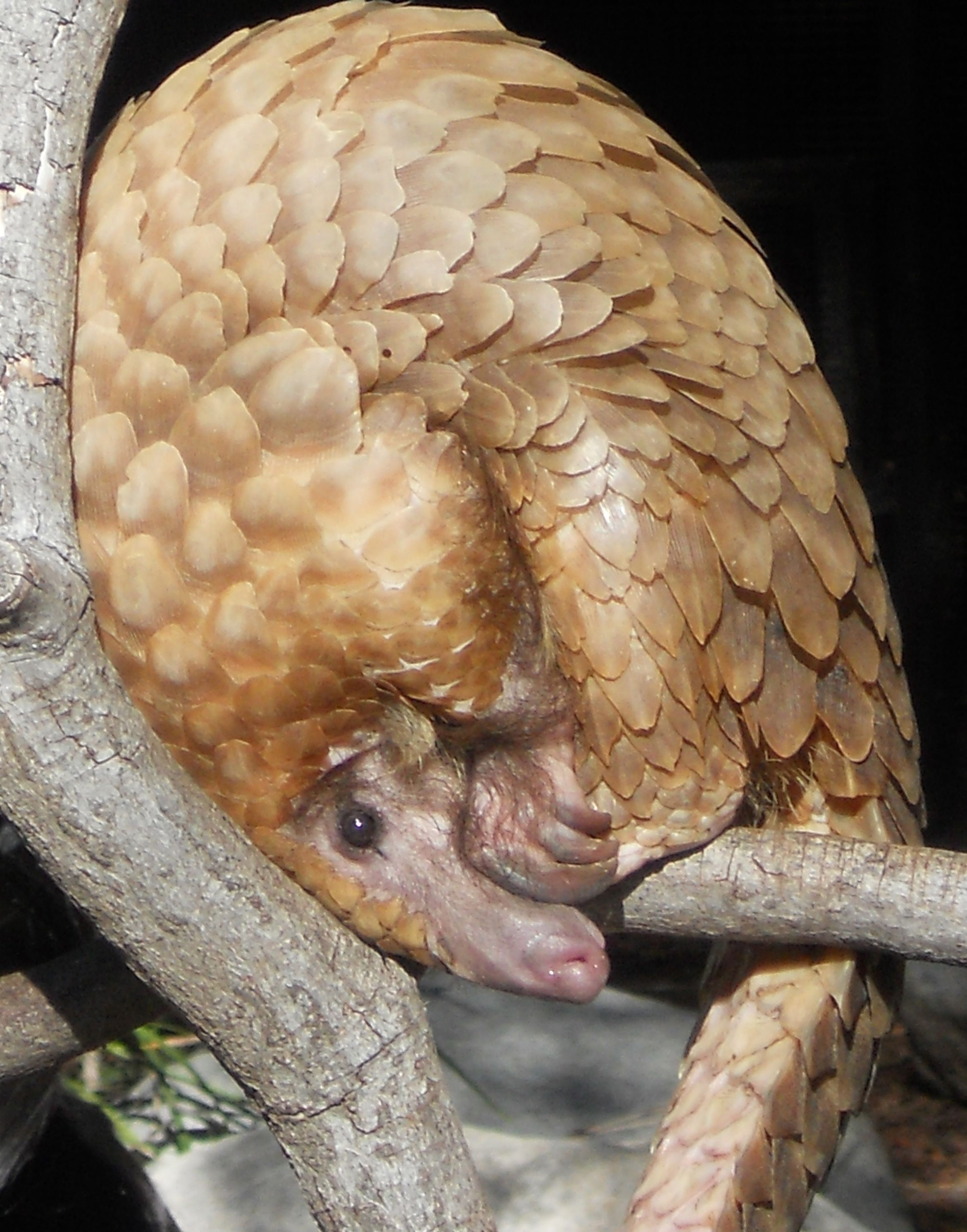 pangolin-1-cropped.jpg