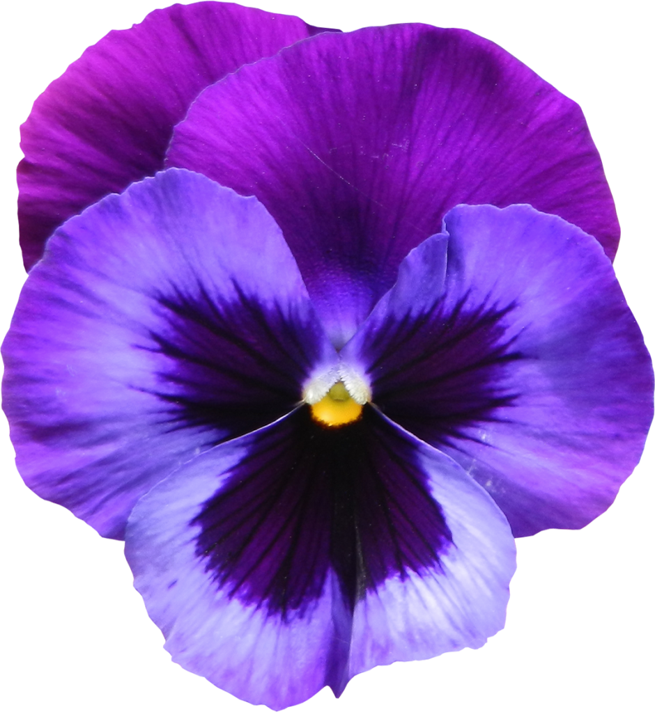 pansy.png