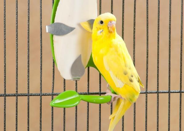 parakete.jpg