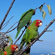 parrots.jpg