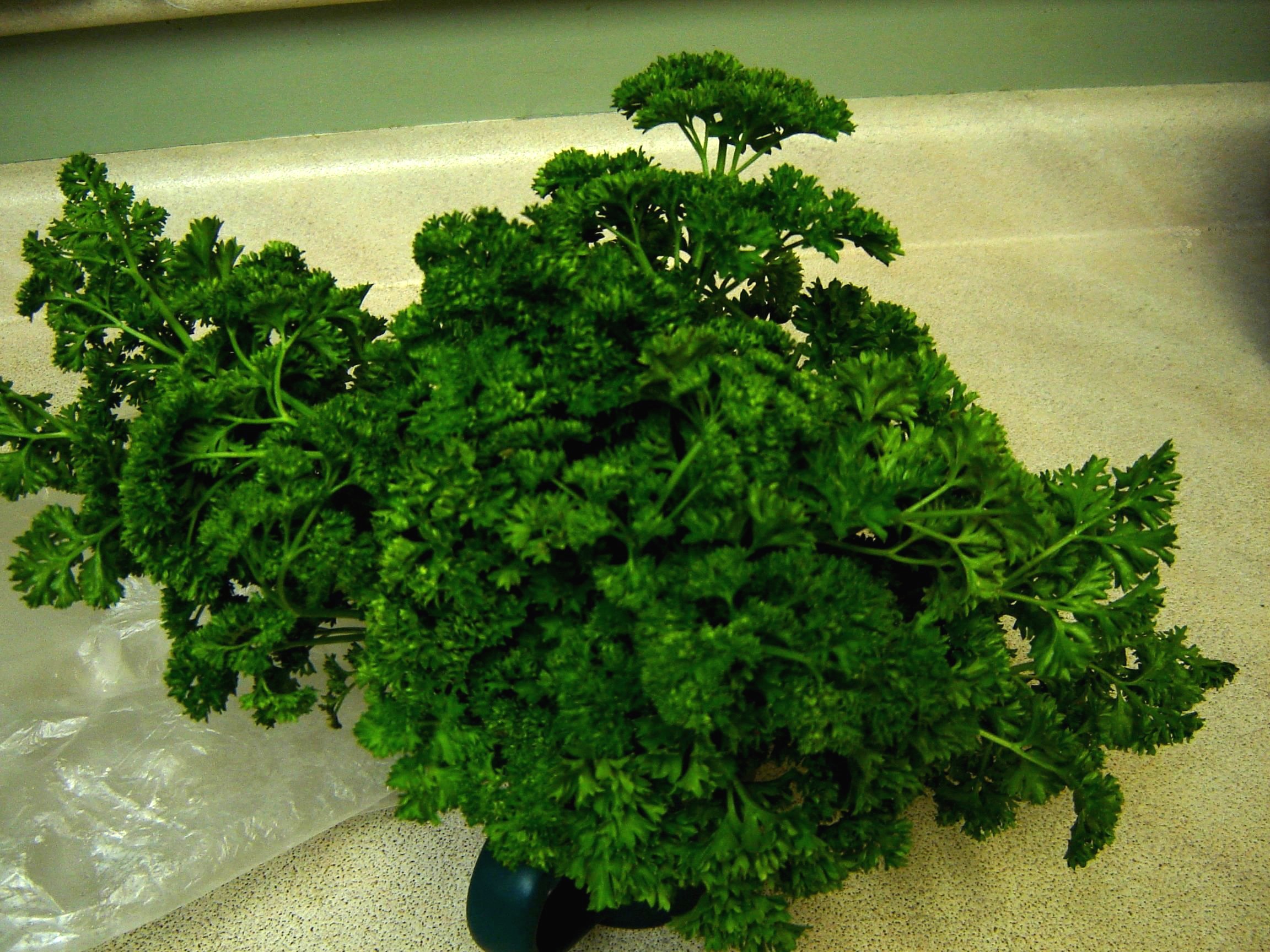 parsley.jpg