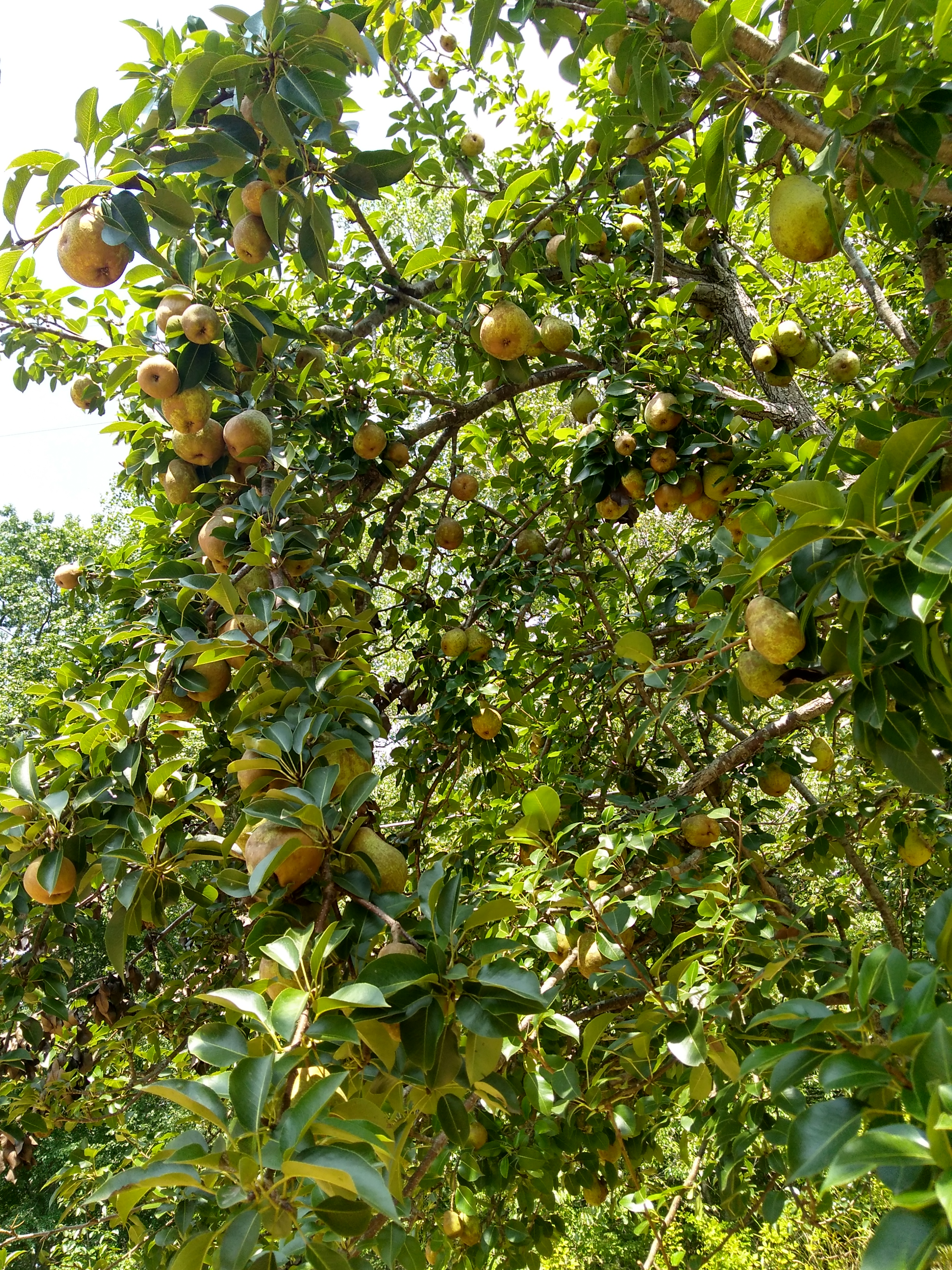 pear tree 1.jpg