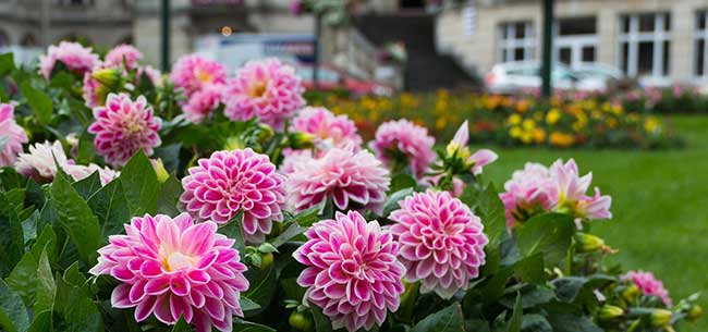 perennial-garden1.jpg
