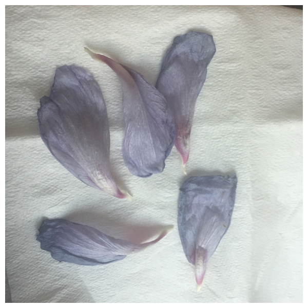 petals on paper.jpg