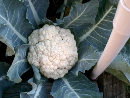 pictures-of-cauliflower-fremont-fall-2010.jpg