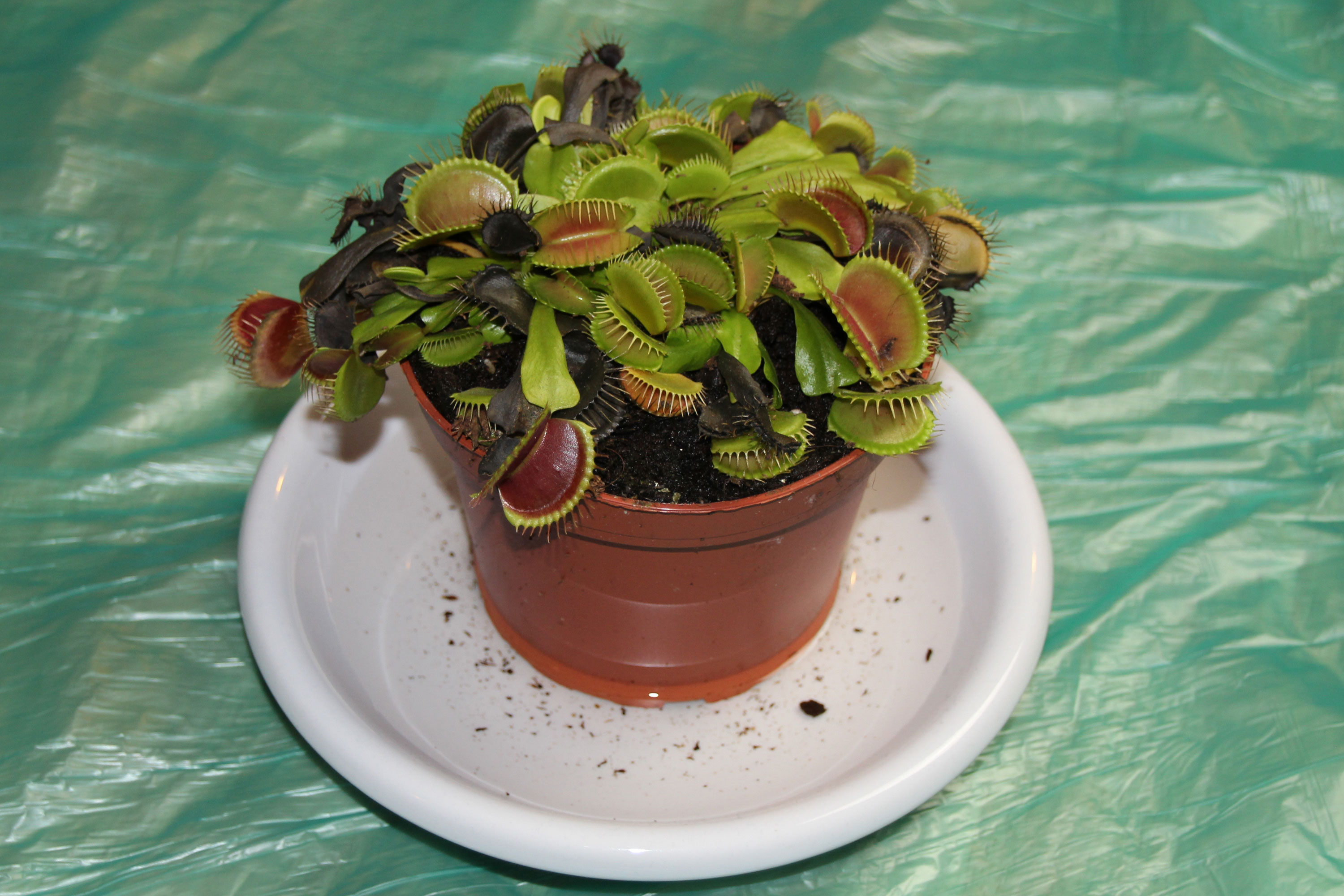 plant.jpg