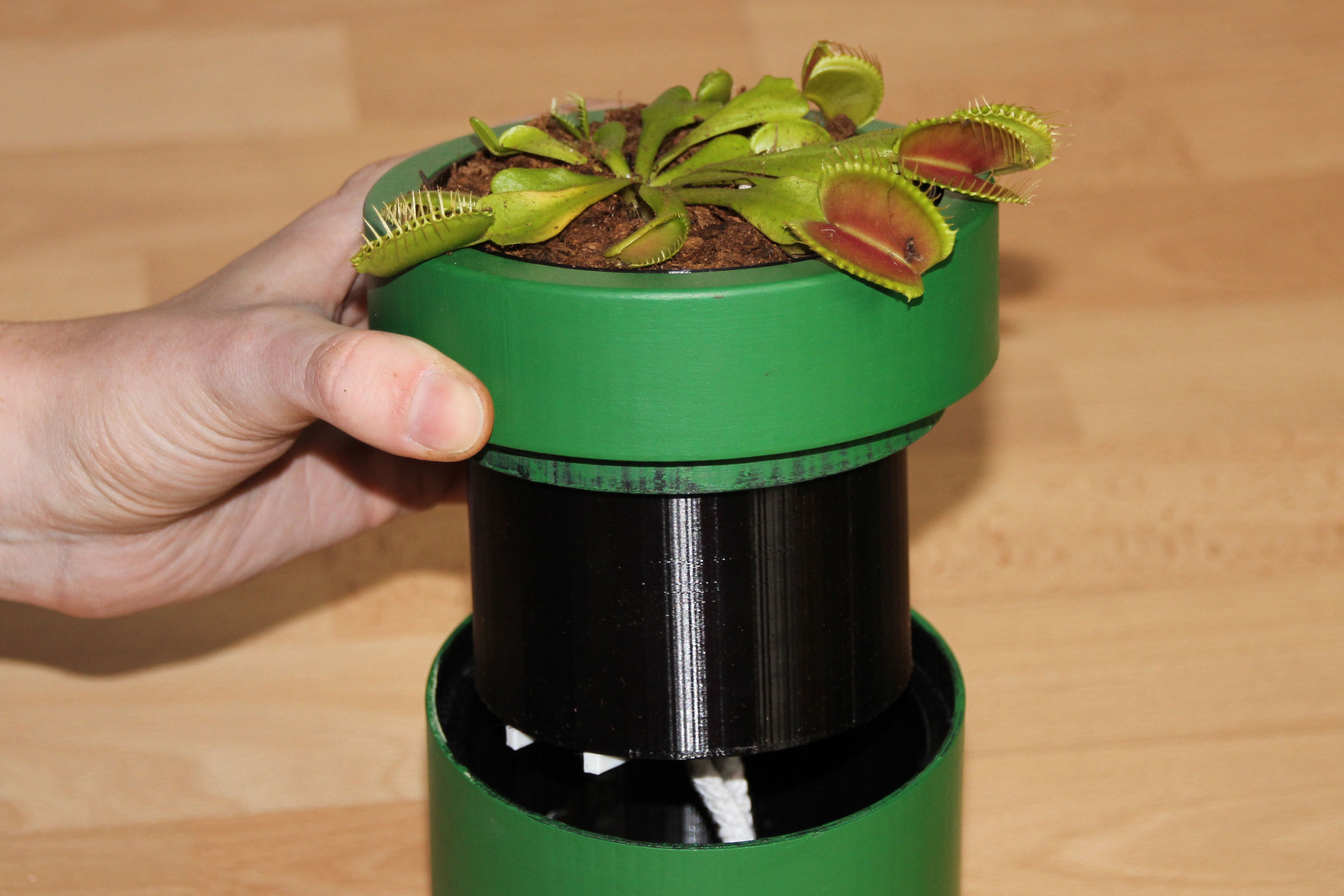 plant5.jpg