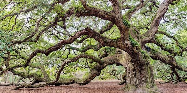 plant_southern-live-oak_600x300.jpg