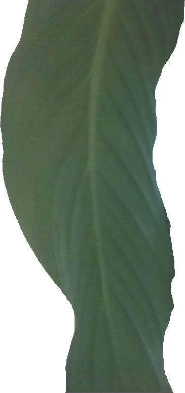 plante_verte.png