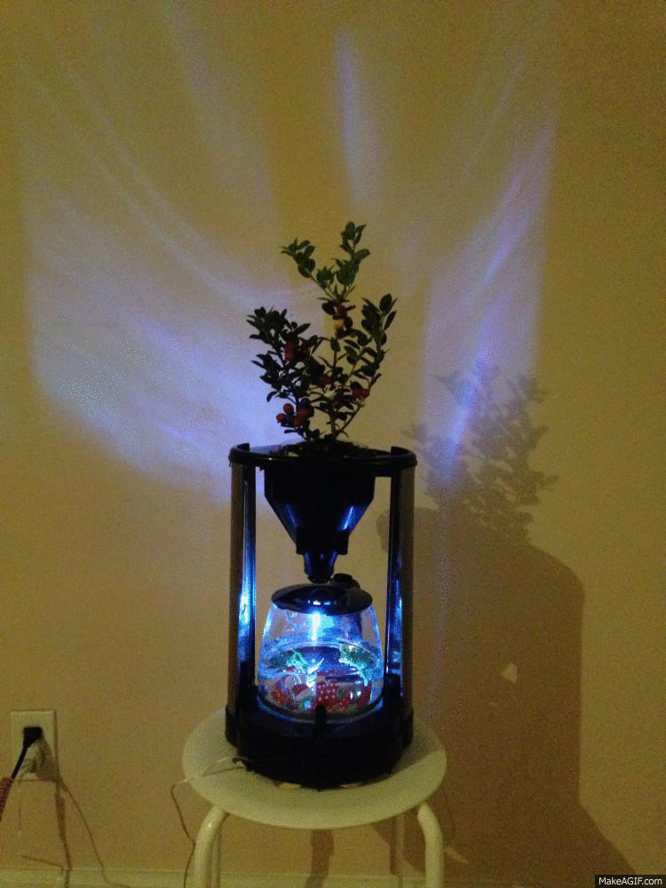 planter_dark.gif