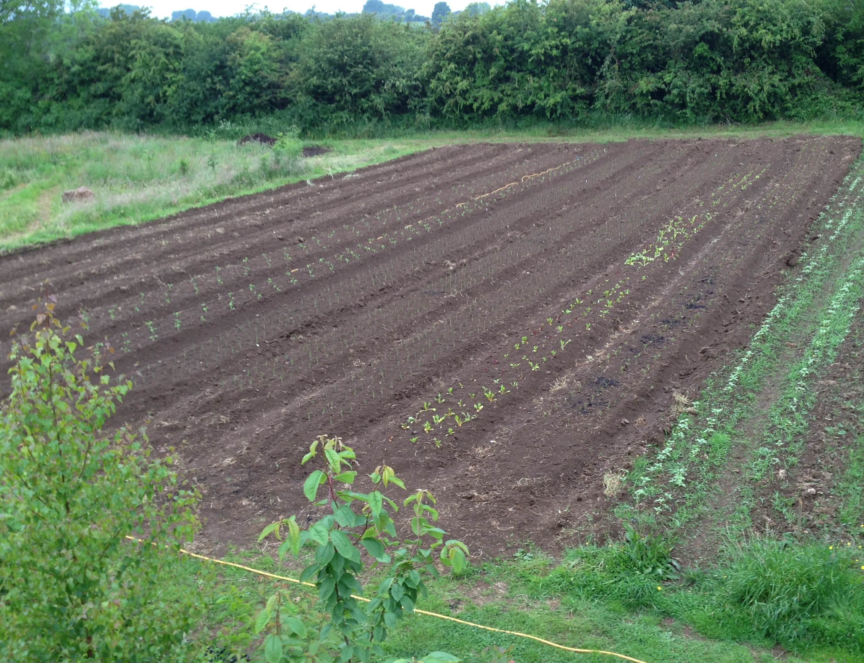 ploughed and planted.jpg