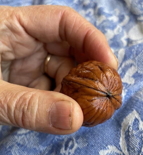 pointed end of walnut.jpg