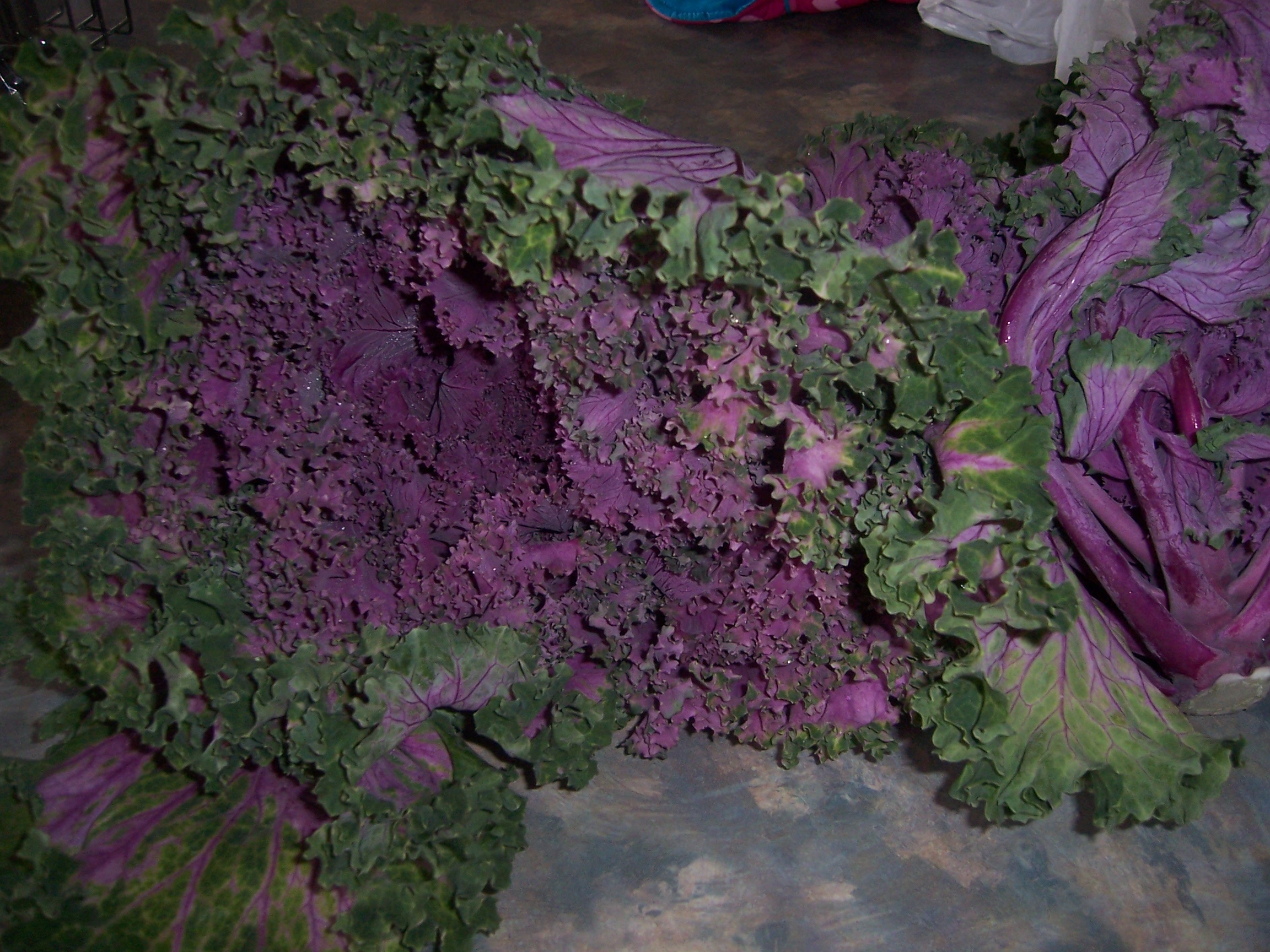 polenta  tiger  kale purple 004.JPG