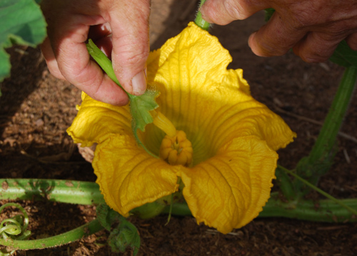 pollinating-flower.jpg