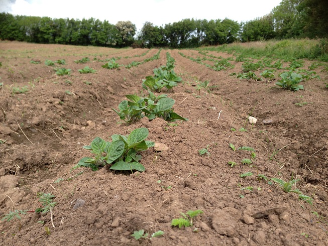 potatoes growing small 01.jpg