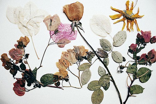 press-flower.jpg