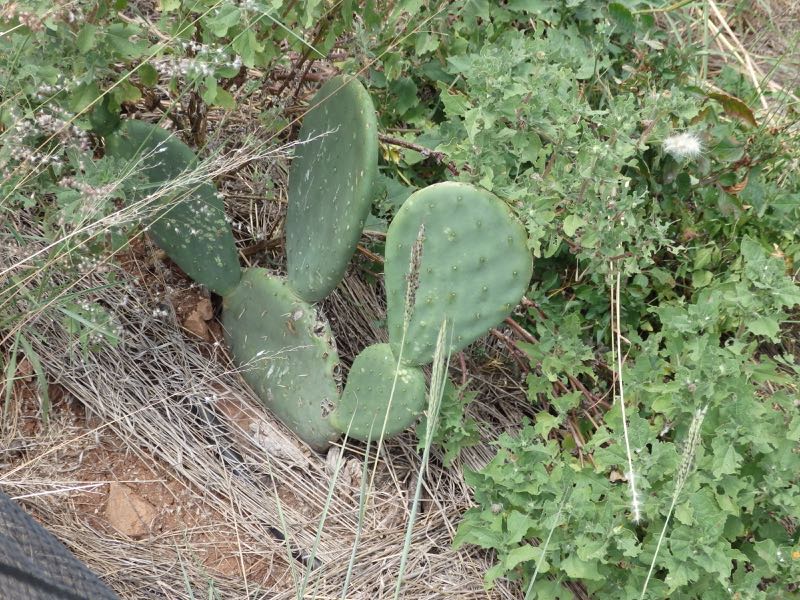 pricklypear-10b.jpg