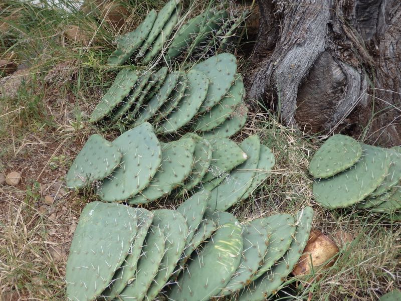 pricklypear-10c.jpg