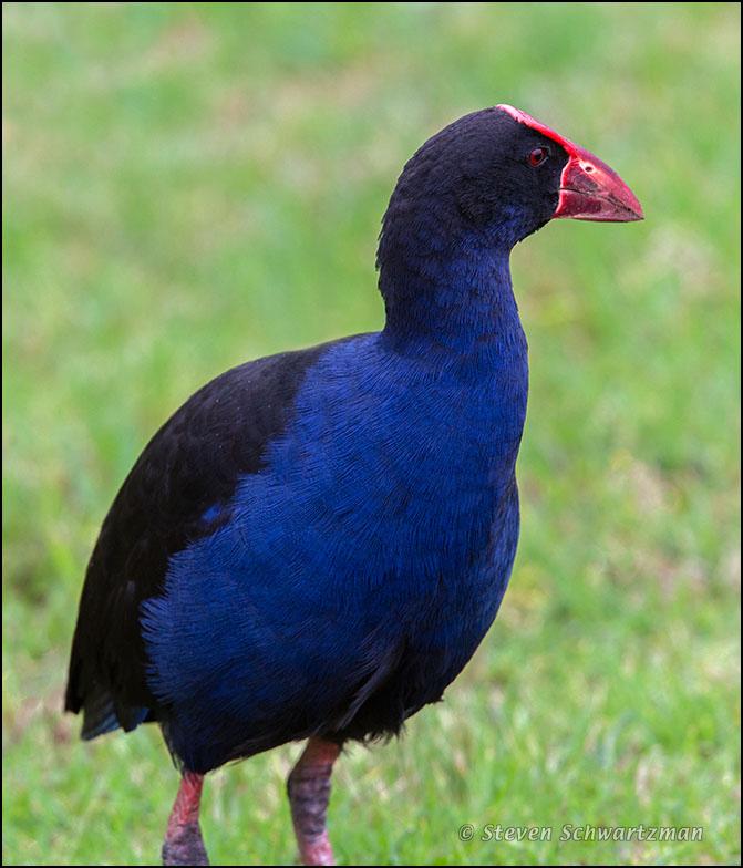 pukeko-31691.jpg