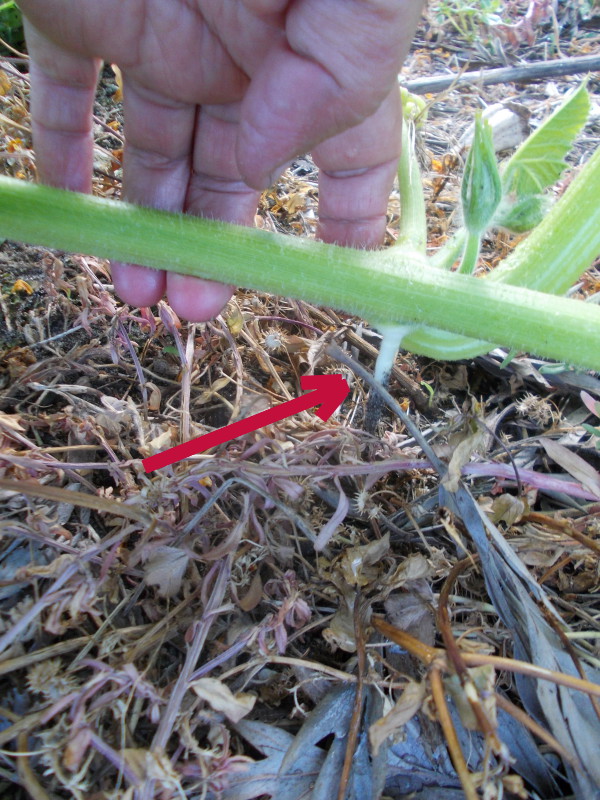 pumpkin adventitious roots.jpg