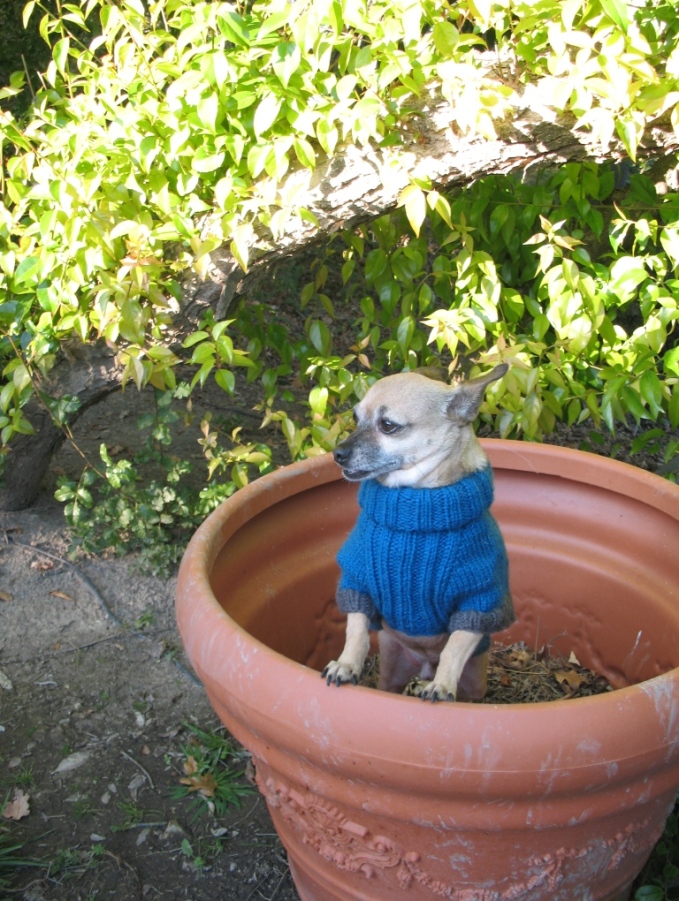 pup in a pot - ann geddes anyone.JPG