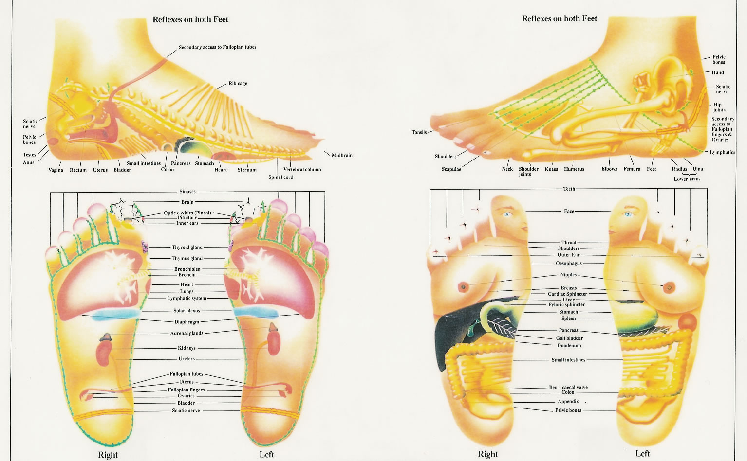 reflexology_chart.jpg