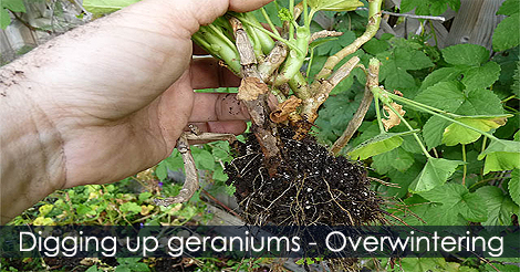 removing-geraniums.jpg