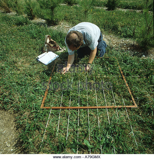 research-technician-assessing-weed-population-in-a-1-metre-quadrat-a79gmx.jpg