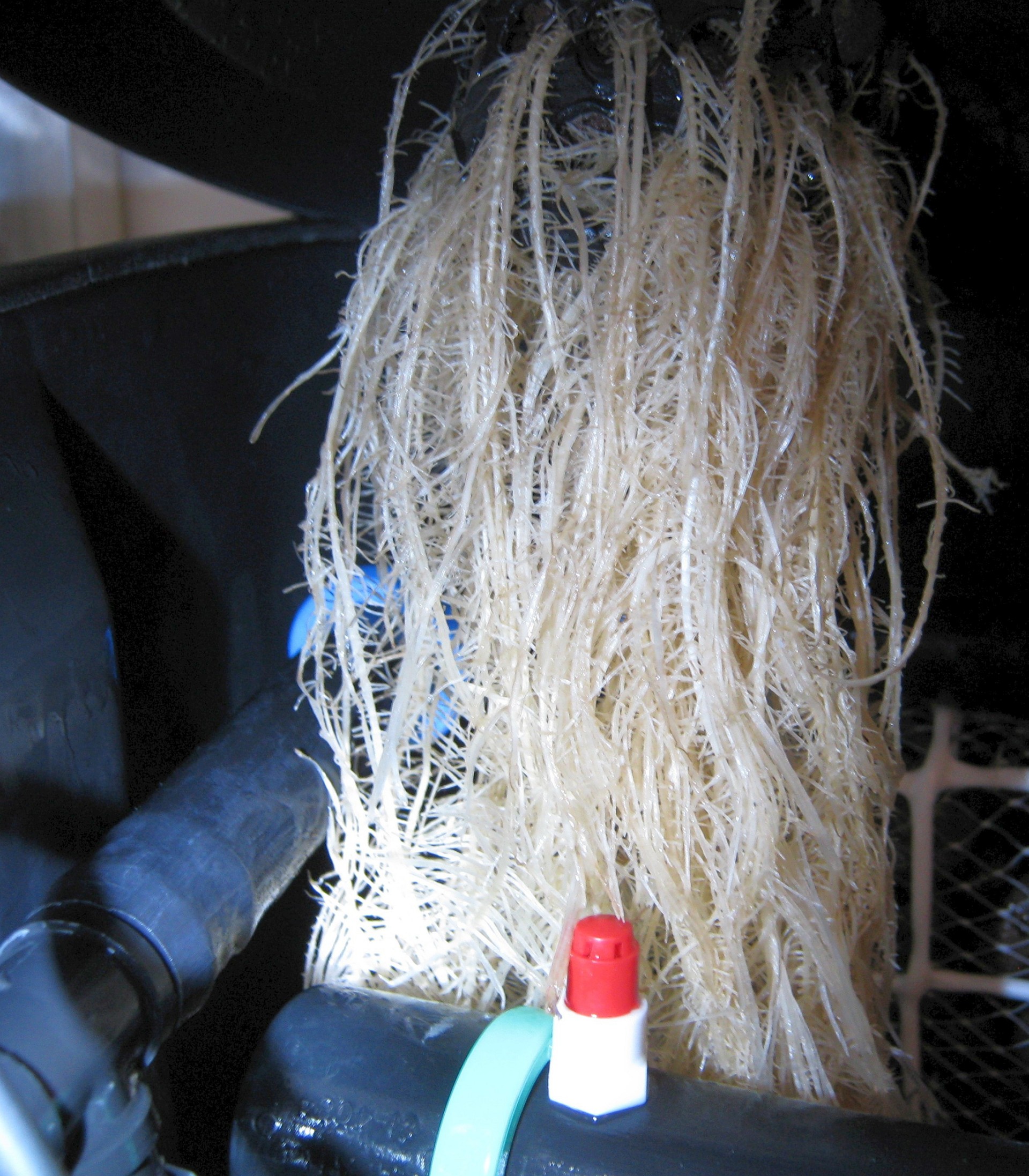 roots may22.JPG