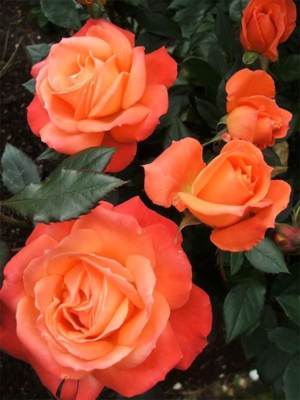 roses.jpg