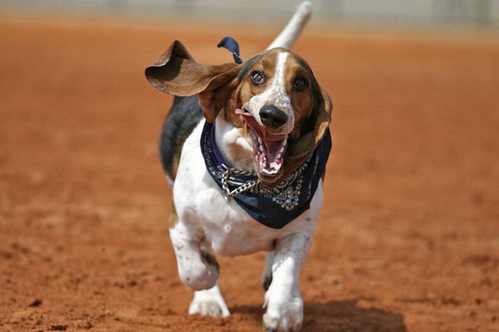 running_basset_hounds_13.jpg